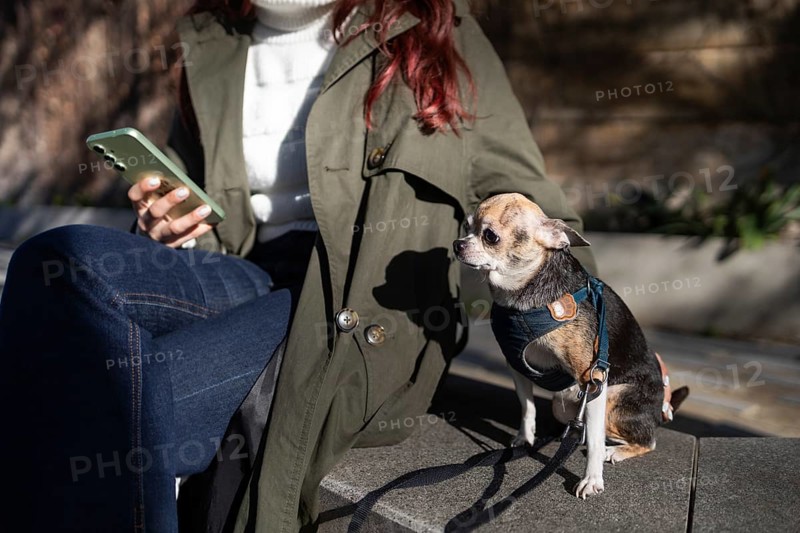 A woman in casual attire sits on a bench, holding a smartphone, with a Chihuahua beside her. Sunlight creates a relaxed, outdoor atmosphere, enhancing the moment tranquility