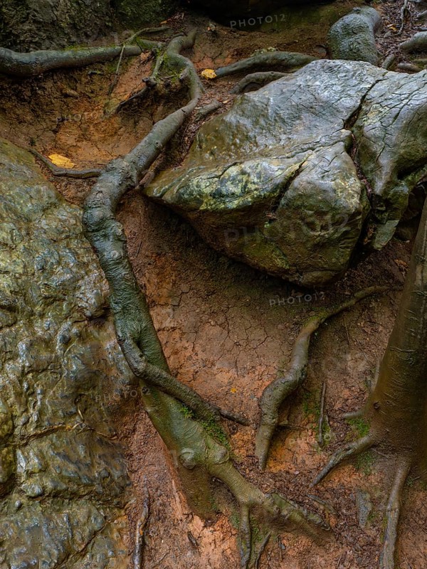 Beech roots run through the rock in the Felsenmeer nature reserve near Hemer in the Sauerland region