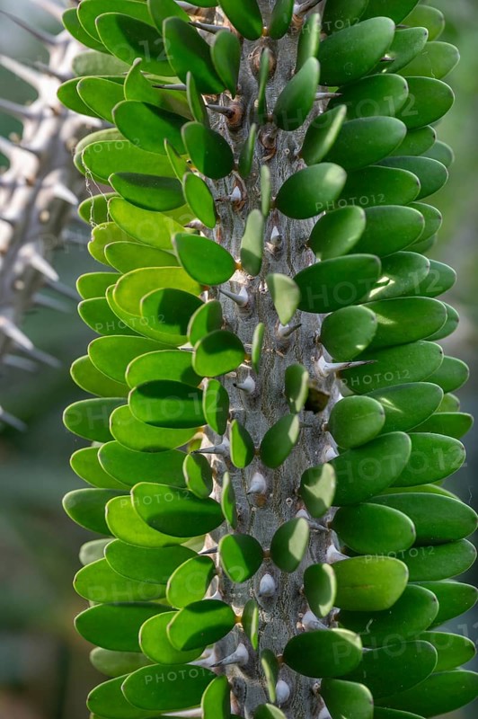 Madagascar Octotillo (Alluaudia procera), Botanical Garden, Erlangen, Middle Franconia, Bavaria, Germany