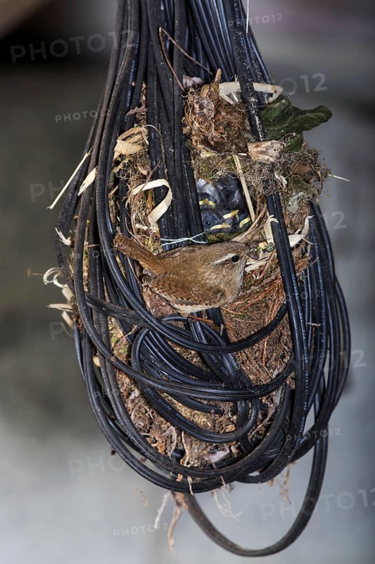 Eurasian Wren (Troglodytes troglodytes) feeding hatchlings in nest made in tangled electric wire in garage of house