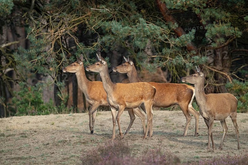 Red deer (Cervus elaphus), female, Hoenderloo, Gelderland, Netherlands