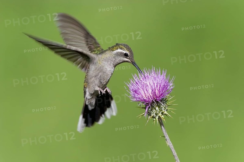 Blue-throated hummingbird Lampornis clemenciae Chiricahua Mountains, Cochise County, Arizona, USA 6 June Adult female Trochilidae