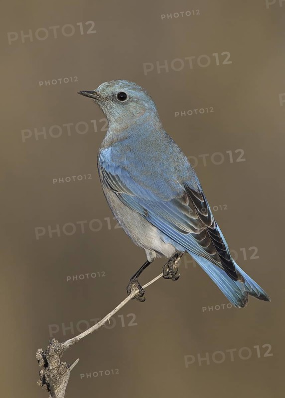 Mountain Bluebird (Sialia currucoides), New Mexico, USA