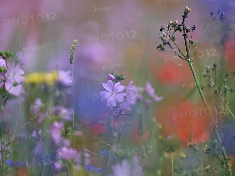 Species-rich colourful flowering meadow with musk mallow (Malva moschata) and poppy (Papaver rhoeas), Lower Rhine, North Rhine-Westphalia, Germany