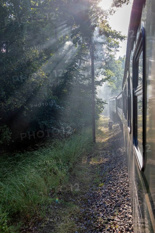 A train moves along the tracks through a sunlit forest, Rügen, Rasender Roland