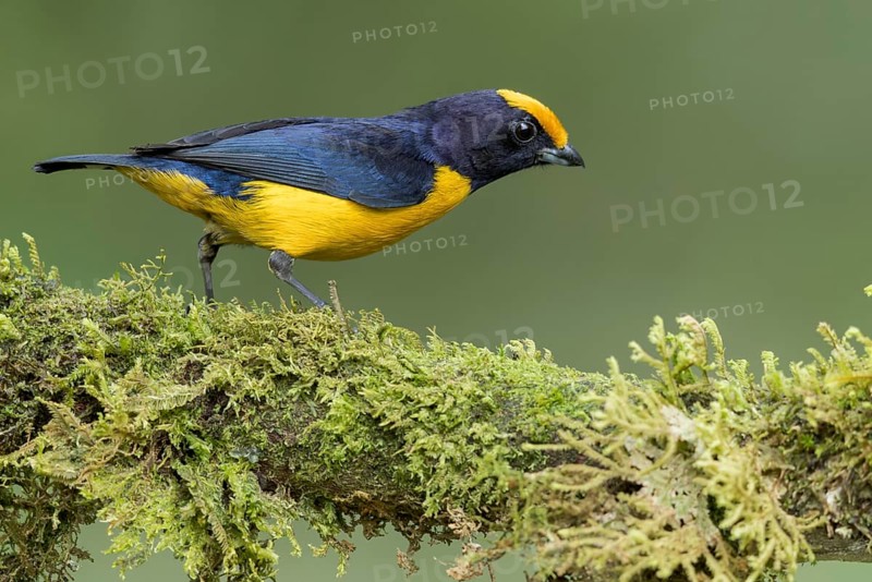 Orange-bellied Euphonia (Euphonia xanthogaster) perched on a branch in southern Ecuador