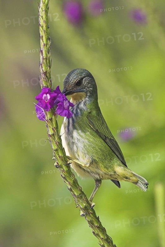 Shining Honeycreeper (Cyanerpes lucidus) female, Costa Rica