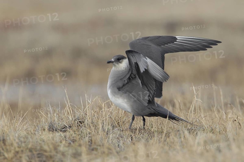 Parasitic Jaeger (Stercorarius parasiticus), Alaska, USA