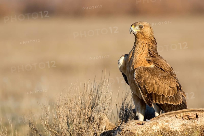 Bonelli's Eagle (Aquila fasciata) juvenile, Castile-La Mancha, Spain
