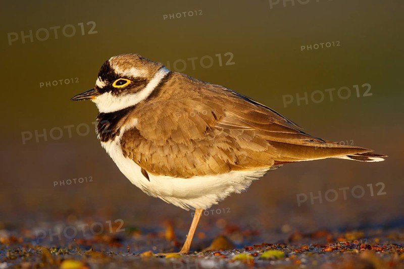 Little Ringed Plover (Charadrius dubius), North Rhine-Westphalia, Germany