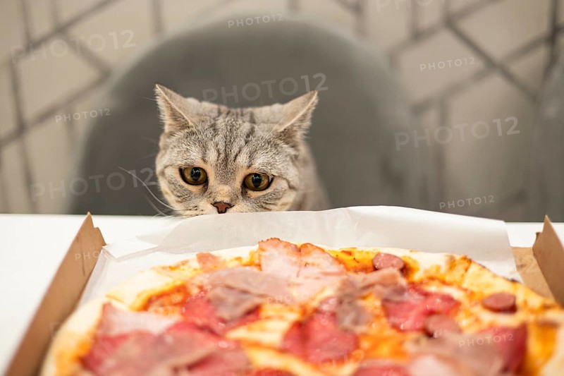 A British Shorthair cat, with its distinctive folded ears and yellow eyes, curiously peers at a pizza slice on a table, showcasing its cute and playful behavior at home