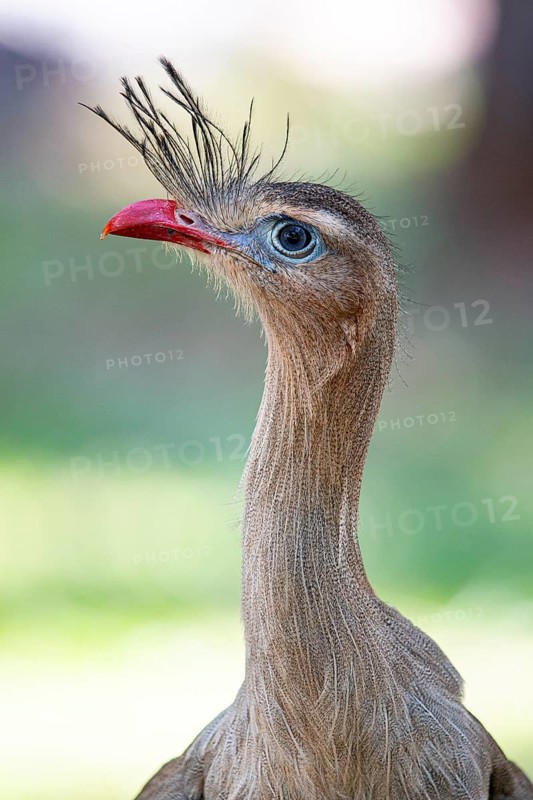 Red-footed seriema (Cariama cristata) Pantanal Brazil