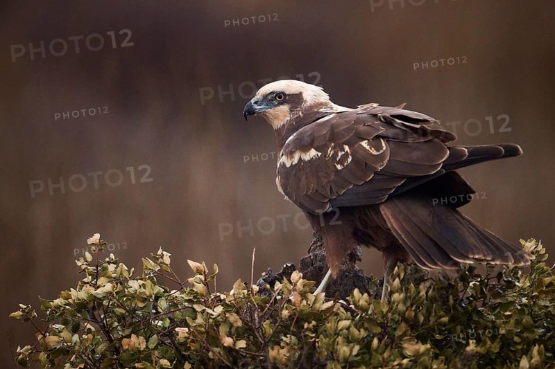 A majestic Western marsh-harrier perches alertly in a sparse field, with a soft, moody background enhancing its striking profile and detailed plumage