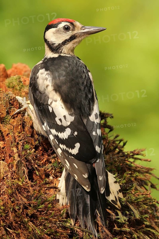 Great Spotted Woodpecker (Dendrocopos major) juvenile, Lower Saxony, Germany