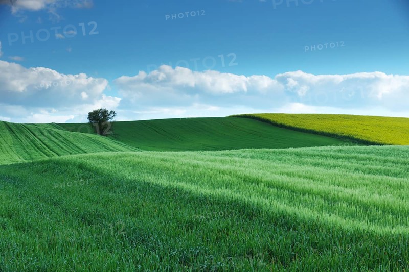 Vibrant green fields stretch across rolling hills under a vast blue sky, with fluffy white clouds dotting the horizon. A single tree adds contrast to the lush landscape