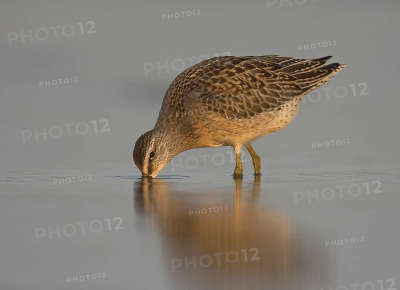 Short-billed Dowitcher (Limnodromus griseus), Ohio, USA