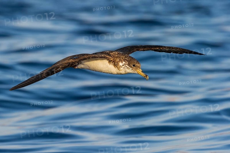 Cory's Shearwater (Calonectris borealis) flying, Eilat, Israel
