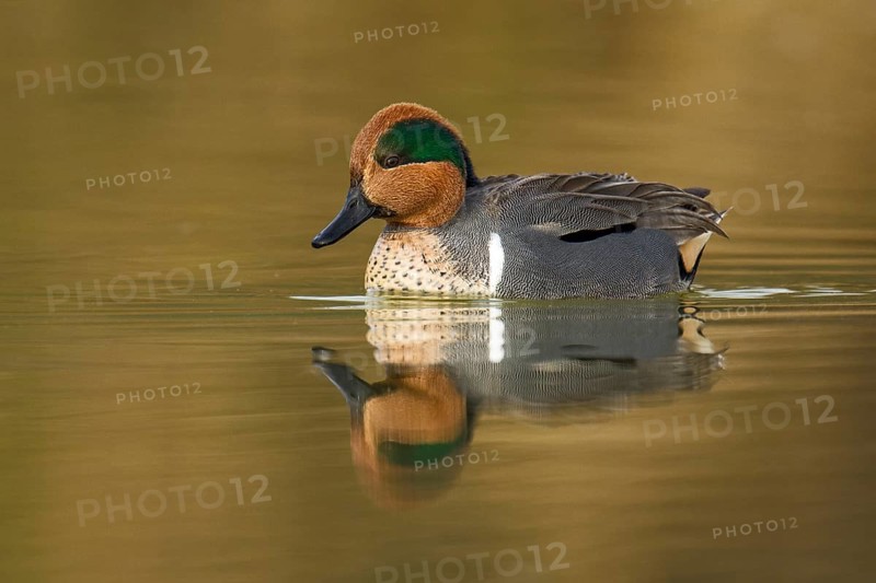 Green-winged Teal (Anas carolinensis) male, Arizona, USA