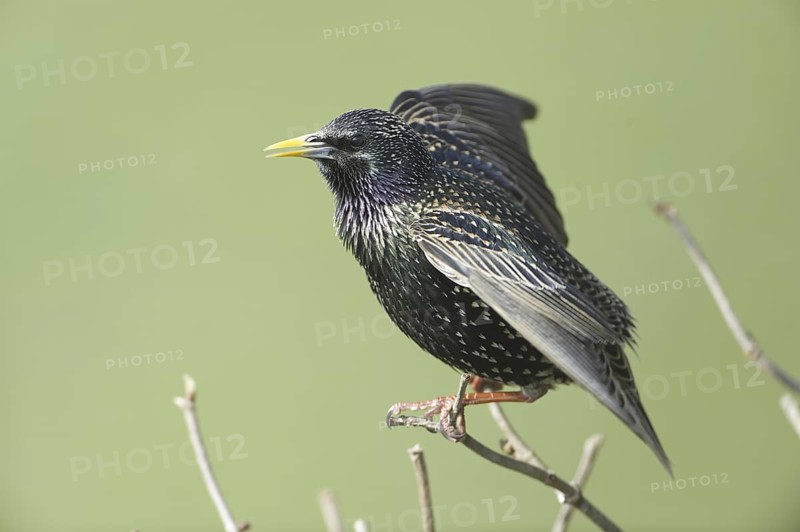 Common Starling (Sturnus vulgaris) singing, Saxony, Germany