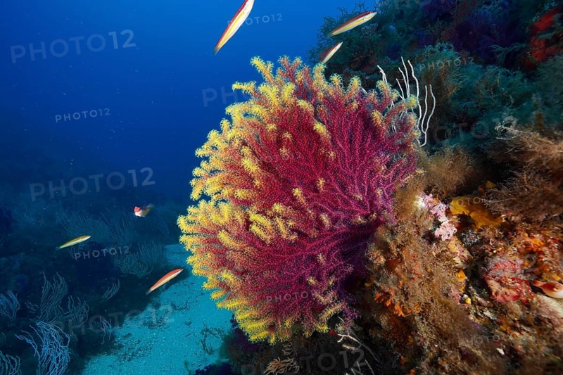 Violescent sea-whip (Paramuricea clavata) surrounded by small fish in a colourful underwater world, dive site Giens Peninsula, Mediterranean Sea, Porquerolles, Provence, Côte d'Azur, France