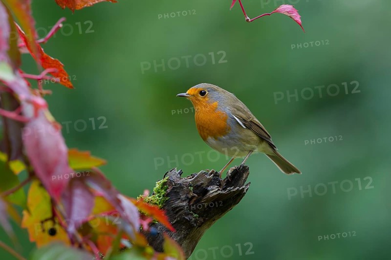 European Robin (Erithacus rubecula) perched on old mossy branch, Saxony, Germany