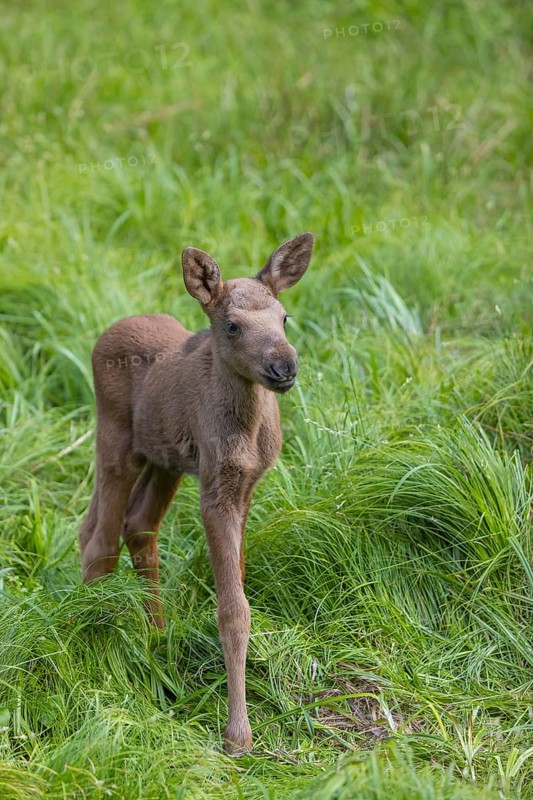One baby moose or elk, Alces alces, (19 days old, born May 8, 2020 standing on a meadow with tall fresh green grass