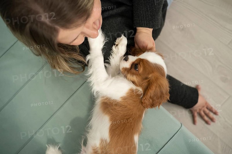 A playful puppy interacts with its owner in a cozy home environment, showcasing warmth and affection. The scene captures a moment of joy and companionship