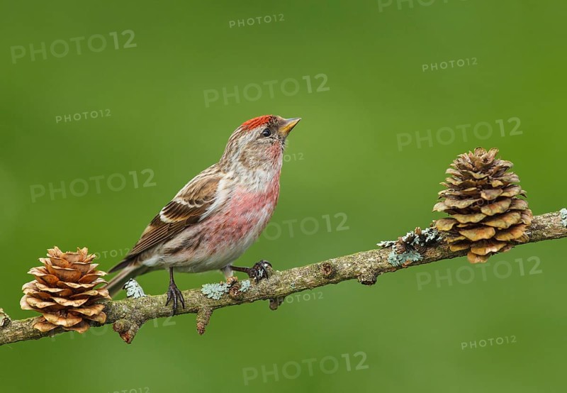 Carduelis flammea