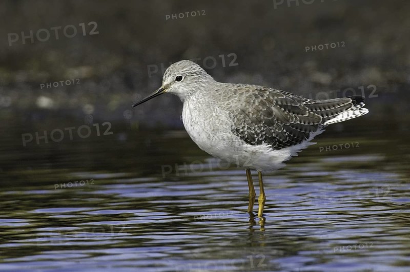 Lesser Yellowlegs (Tringa flavipes), Falkland Islands