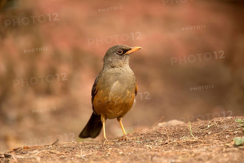 Abyssinian Thrush (Turdus abyssinicus) perched on the ground, Oromia, Ethiopia