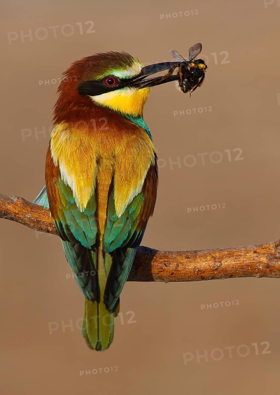 European Bee-eater (Merops apiaster), Extremadura, Spain