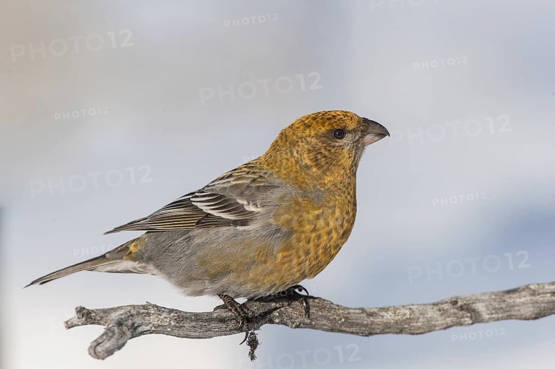 Pine Grosbeak (Pinicola enucleator) female, Varanger, Norway
