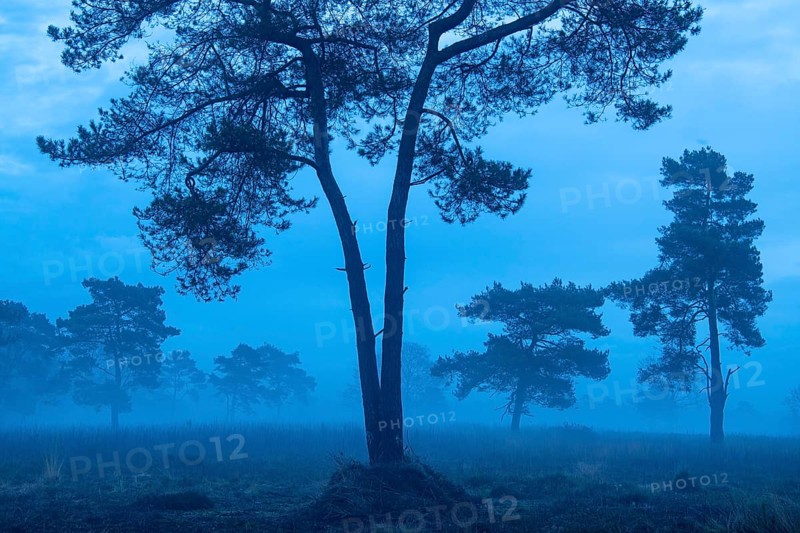 Pine (Pinaceae) in the moor with fog, nature reserve, Vernner Moor, Neuenkirchen-Vörden, Lower Saxony, Germany