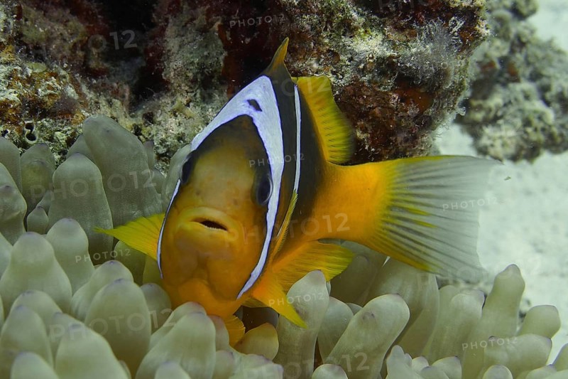 Red sea anemonefish (Amphiprion bicinctus)