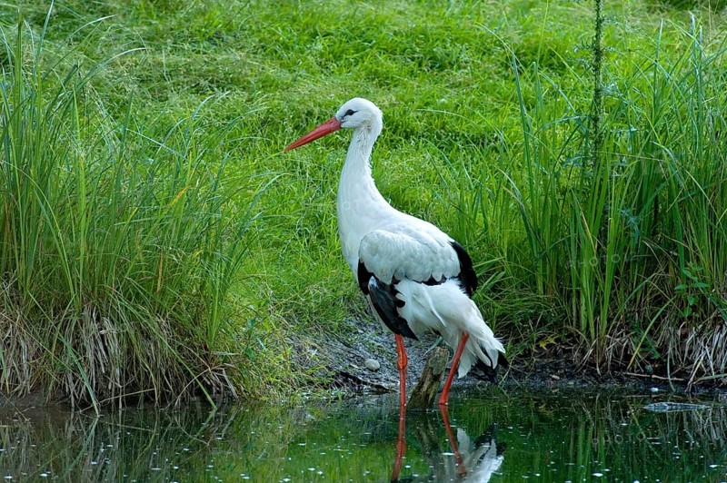 White stork (Ciconia ciconia) foraging in shallow water on the shore between reeds and tall grass of a forest pond, Poing Wildlife Park, Upper Bavaria, Bavaria, Germany