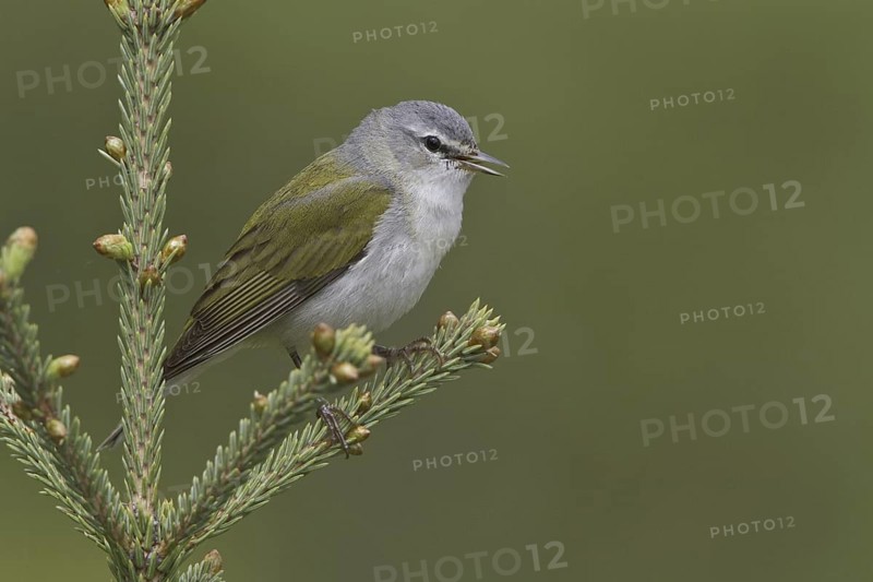 Tennessee Warbler (Leiothlypis peregrina) singing, Manitoba, Canada