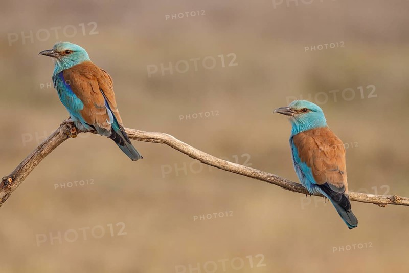 European Roller (Coracias garrulus), couple perched on a branch, Castile-La Mancha