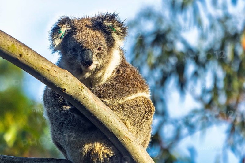 A koala sits perched on a tree branch surrounded by leaves in Victoria, Australia. The sunlight highlights its fur, capturing a serene moment in its natural habitat, creating a peaceful scene