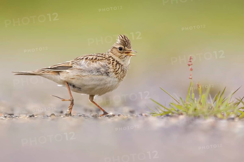 Eurasian Skylark (Alauda arvensis) male singing, perched on the ground, Poland