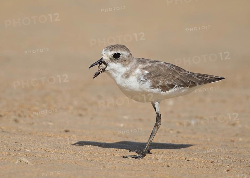 Lesser Sand Plover (Charadrius mongolus) eating crab, Thailand