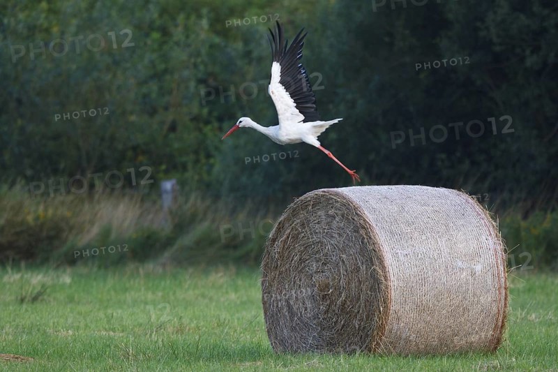 White Stork (Ciconia ciconia) female, North Rhine-Westphalia, Germany
