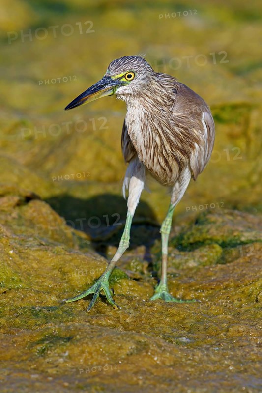 Animal, animals, bird, birds, heron, paddy heron, (Ardeola grayii), heron family, biotope, habitat, waters, foraging, Arabian Peninsula Muscat, Quarayyat, Oman, Middle East