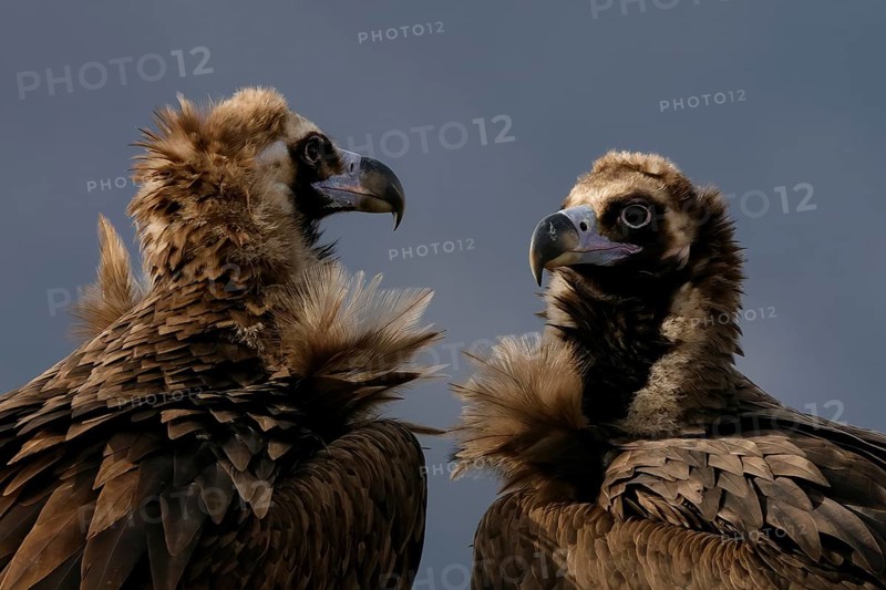 Detailed view of two Cinereous Vultures showcasing their distinctive feather patterns and facial features under a clear blue sky