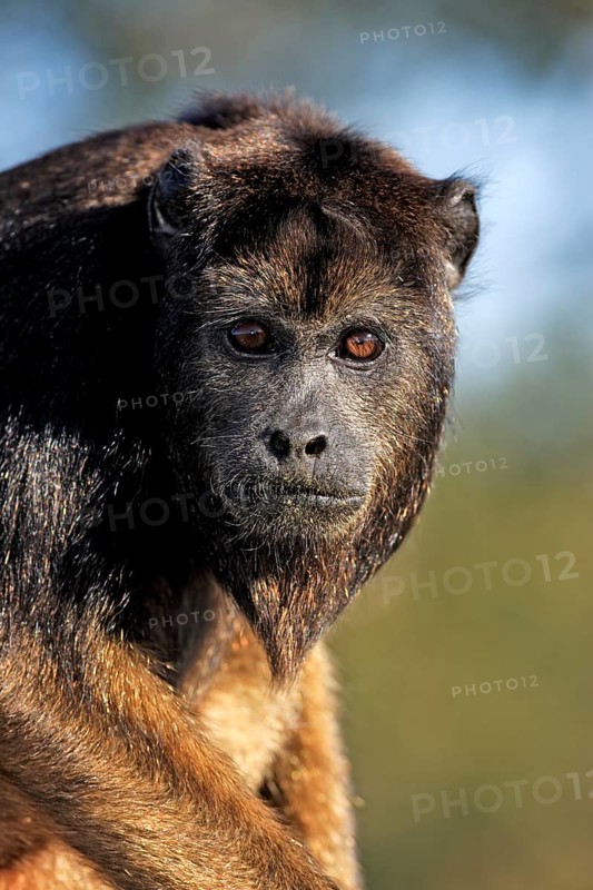 Black howler (Alouatta caraya), subadult, half-grown juvenile, male, portrait, Pantanal, Brazil