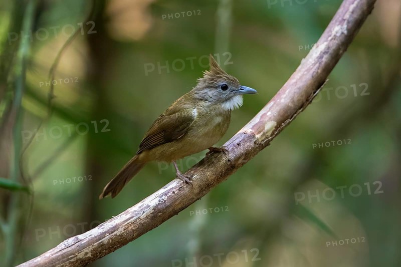 Ochraceous Bulbul (Alophoixus ochraceus) perched on a branch, Cat Tien National Park, Vietnam