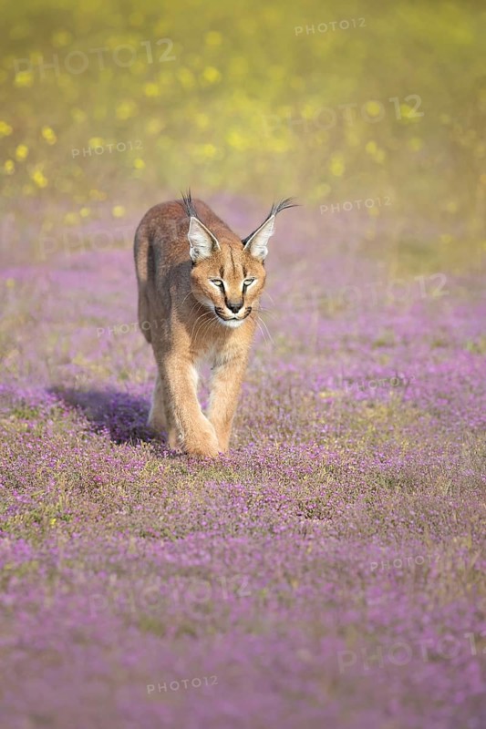 Caracal (Caracal caracal) walking in blooming meadow, Castile-La Mancha, Spain