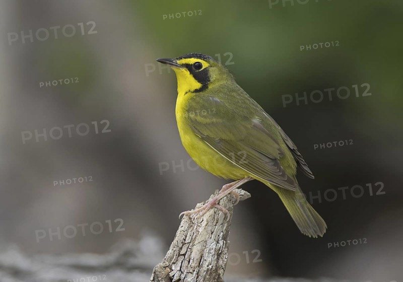 Kentucky Warbler (Geothlypis formosa), Ohio, USA
