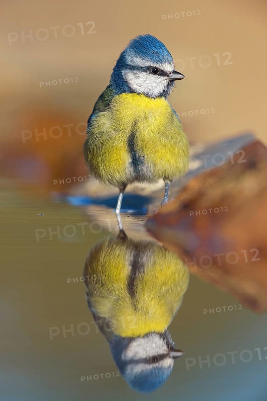 Blue Tit, Cyanistes Caeruleus) on perch, Sierra de San Pedro / Photorapto, Salorino, Extremadura / Caceres, Spain