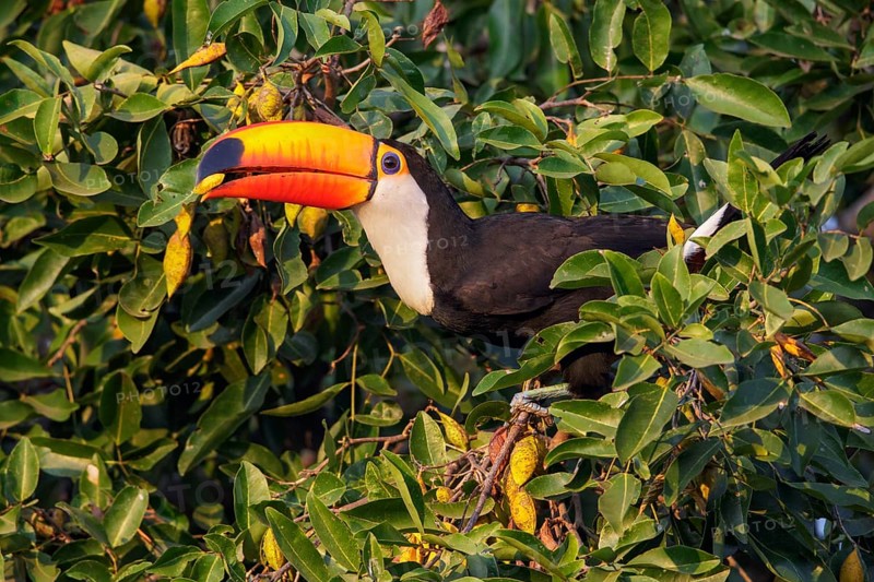 Toco Toucan (Ramphastos toco) perched on a branch in the Pantanal region of Brazil