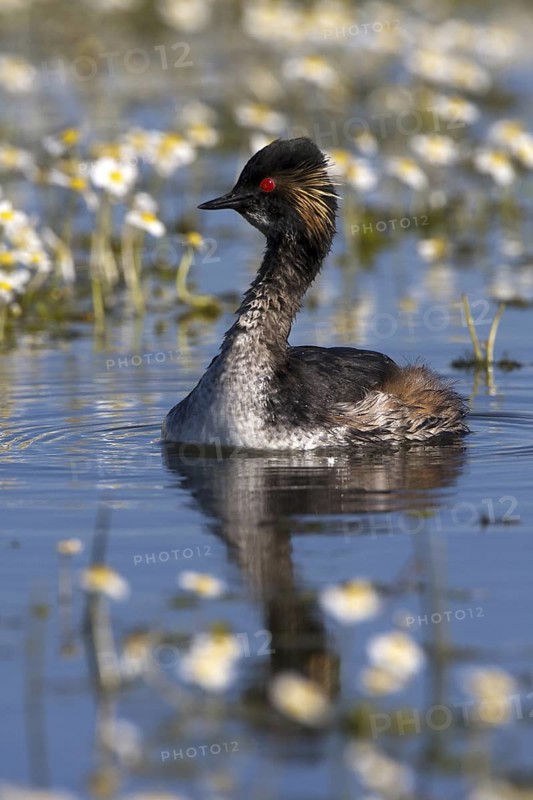 Black-necked Grebe (Podiceps nigricollis), Castile-La Mancha, Spain